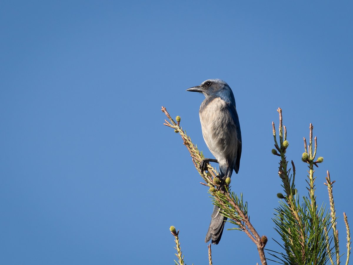 Florida Scrub-Jay Trail in Clermont, Florida