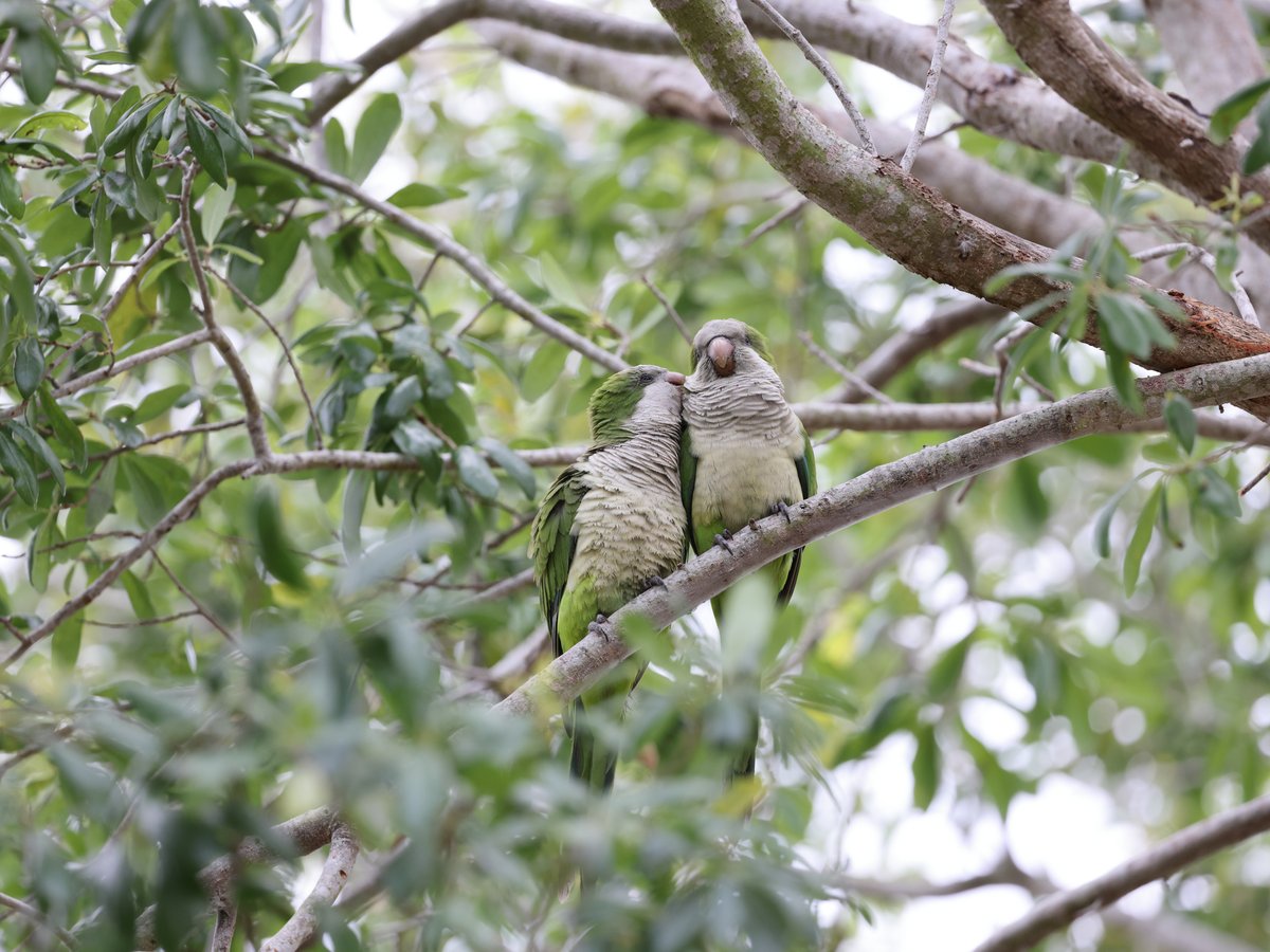 Four Mile Cove in Cape Coral, Forida