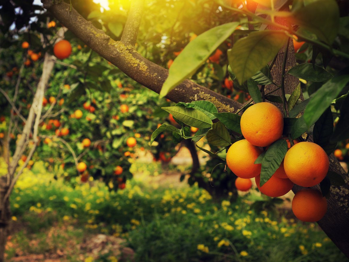 The Showcase of Citrus in Clermont, Florida