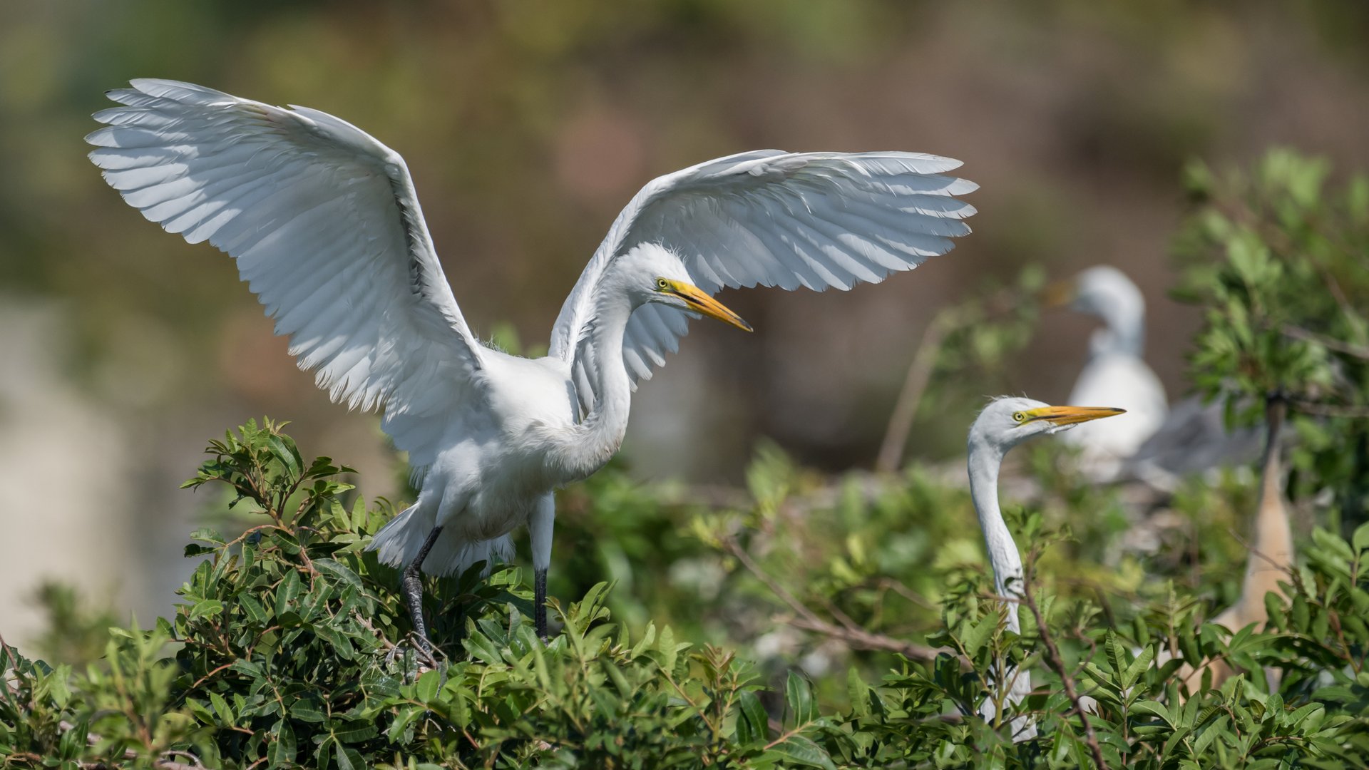 Great Egrets on Lake Toho in Kissimmee, FL, highlighting the city served by local adult day care centers.